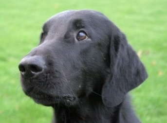Billy