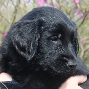 Lila